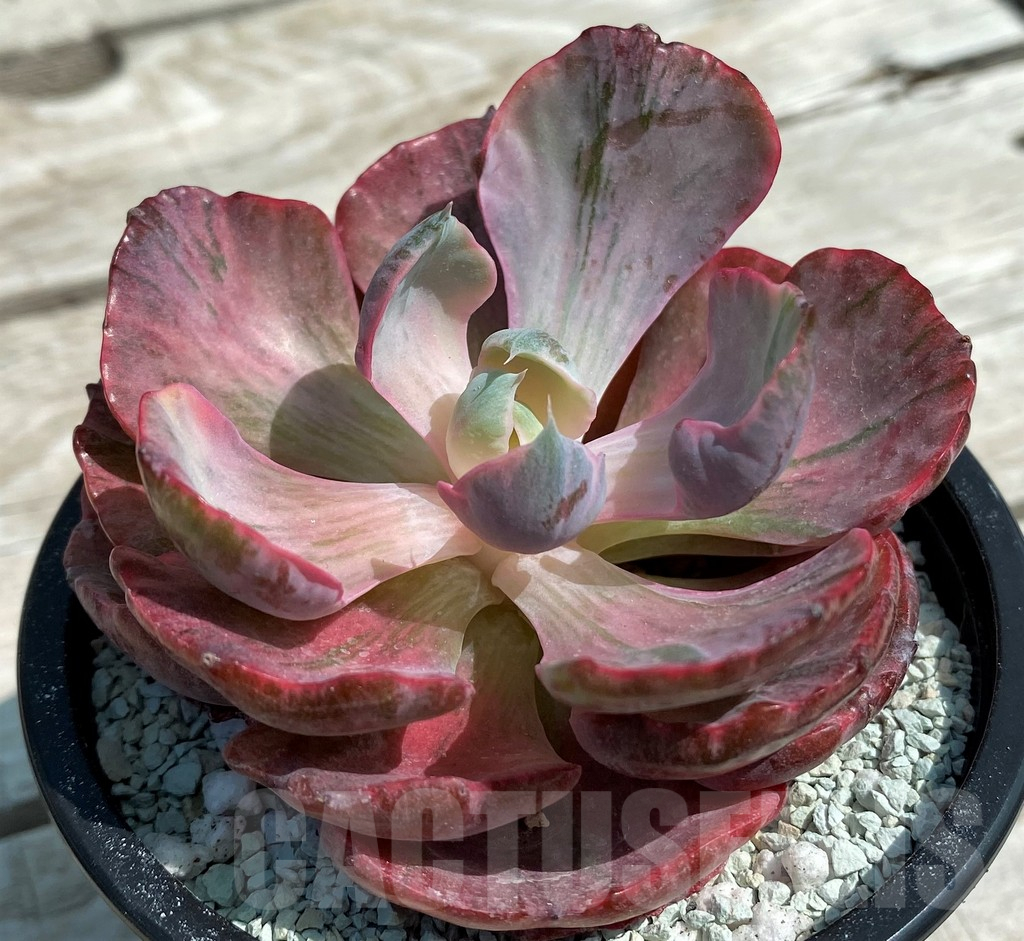 SH8561 Echeveria 'Moon Heart' - Image 2