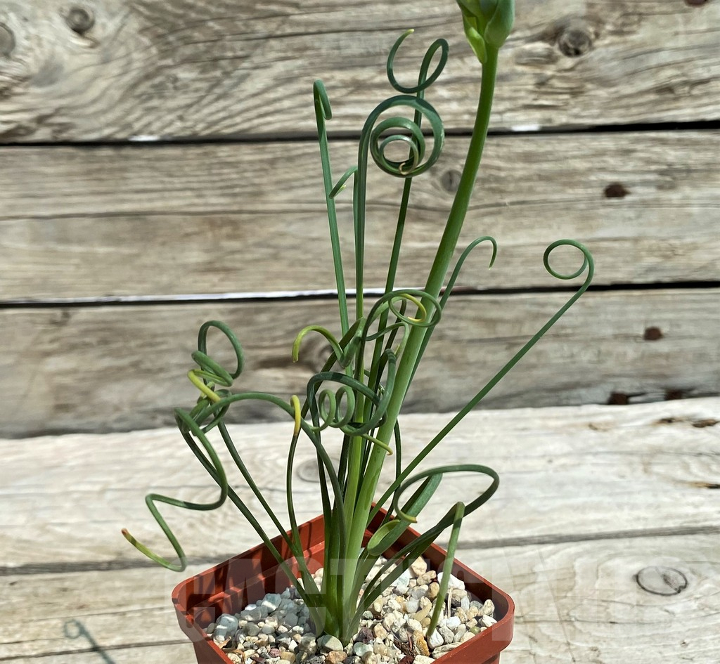 SH8563 Albuca spiralis - Obrázek 2