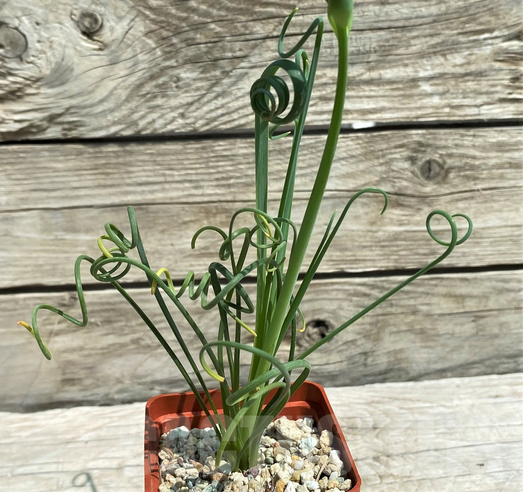 SH8563 Albuca spiralis