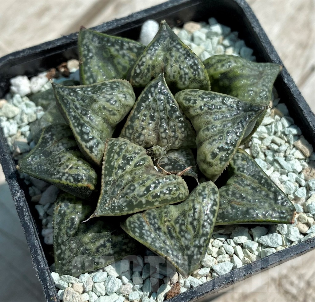 SHND8565 Haworthia splendens