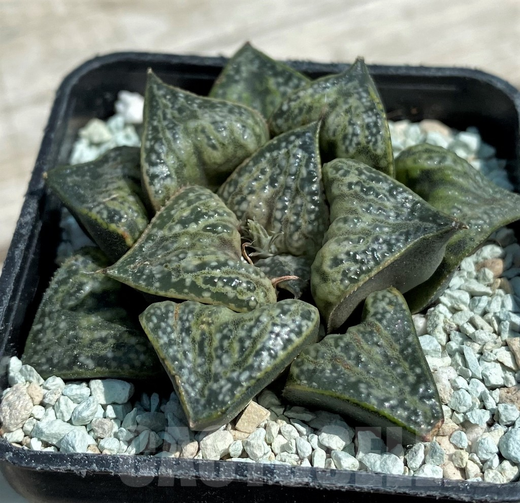 SHND8565 Haworthia splendens - Image 2