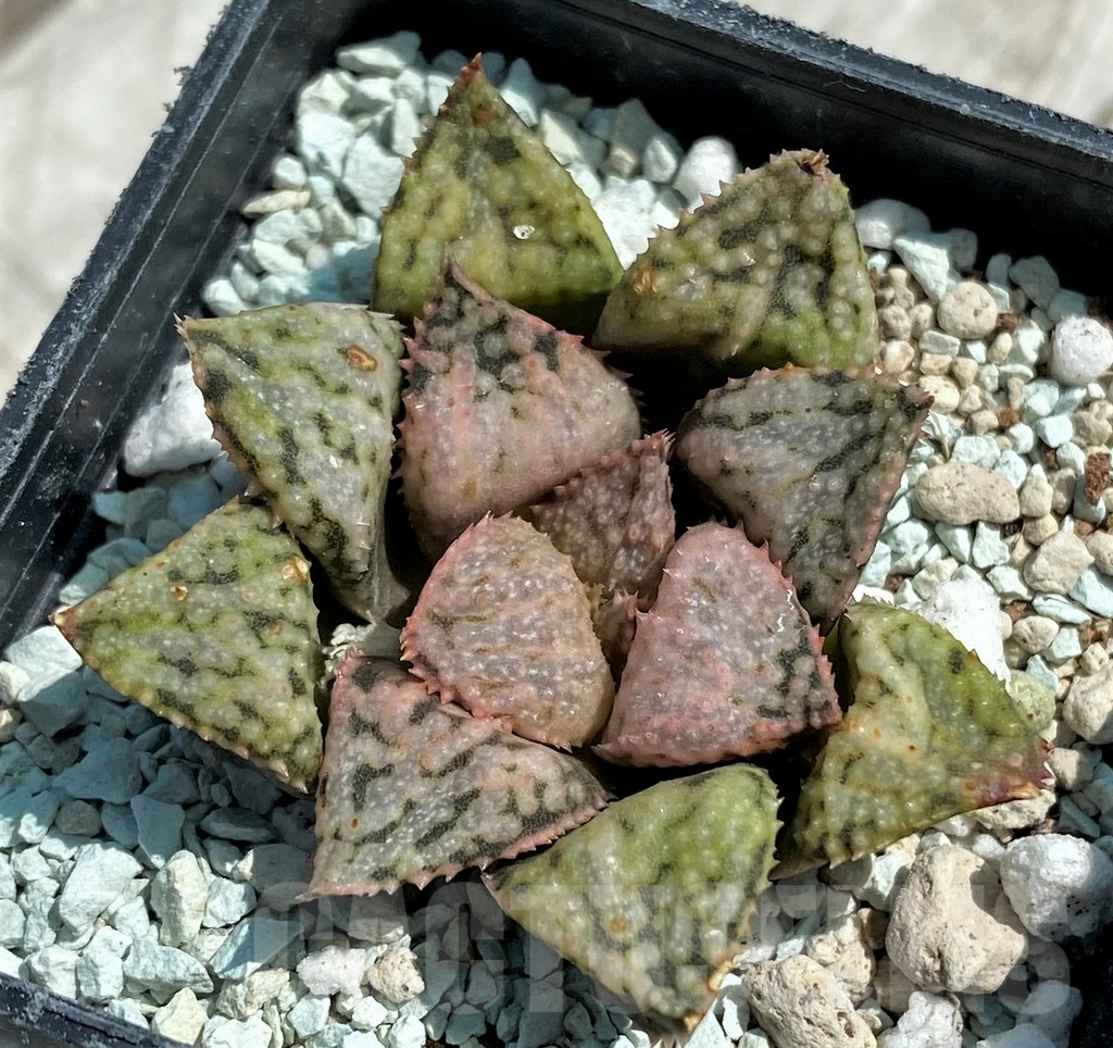 SH8566 Haworthia picta 'April'