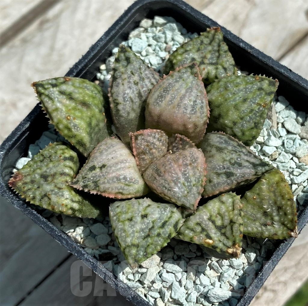 SH8567 Haworthia picta 'April' - Image 2