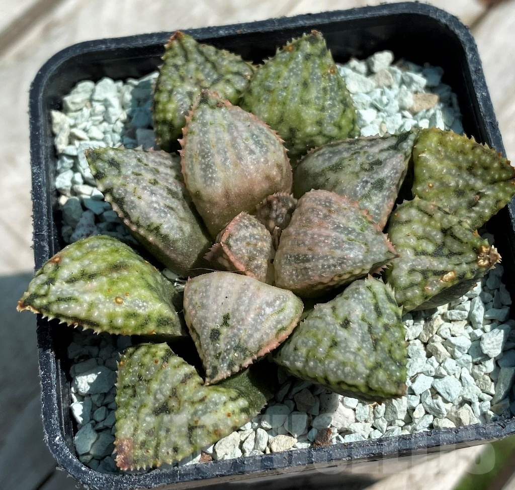 SH8567 Haworthia picta 'April'