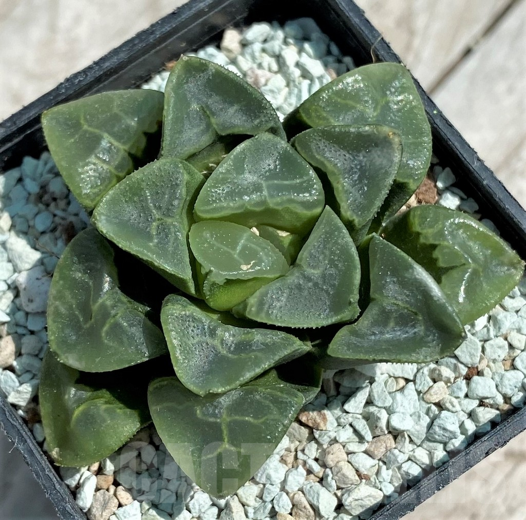 SH8570 Haworthia bayeri 'Auspicious Cloud' - Image 2