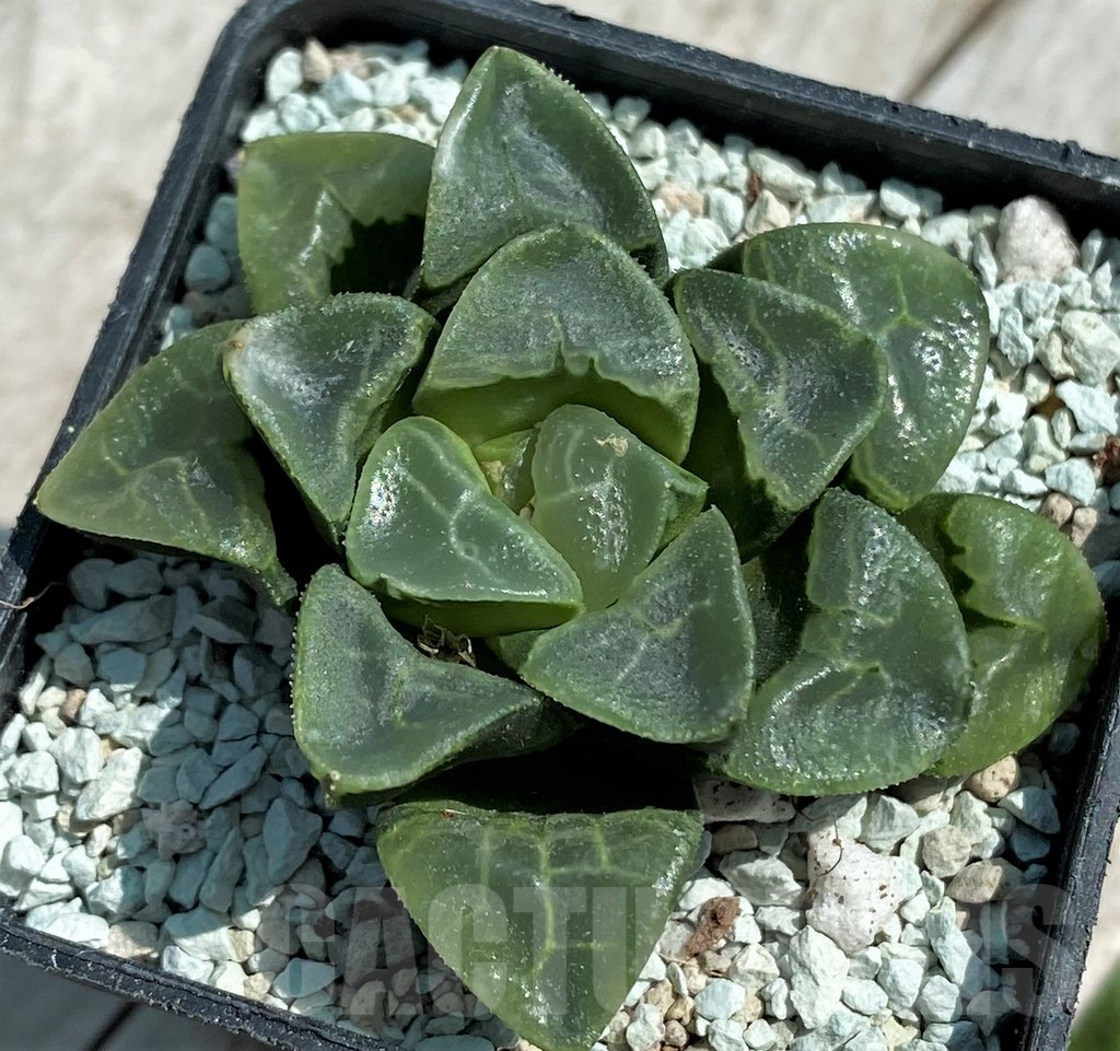 SH8570 Haworthia bayeri 'Auspicious Cloud'