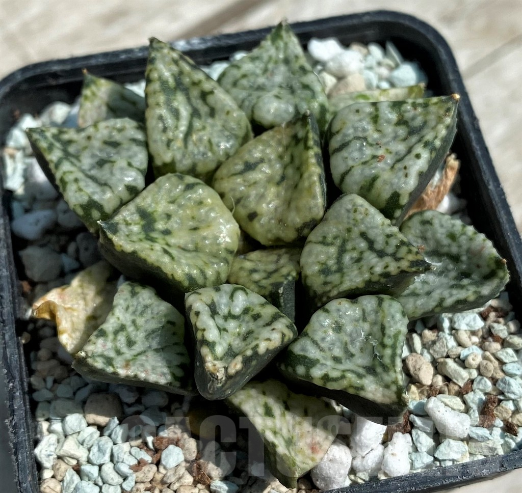 SHND8573 Haworthia 'Pandora'