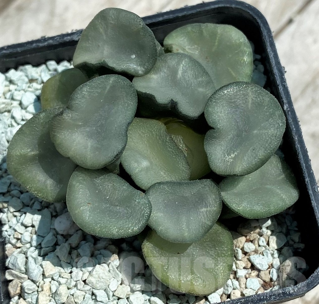 SH8579 Haworthia maughanii ‘Magic Mirror Vientiane’