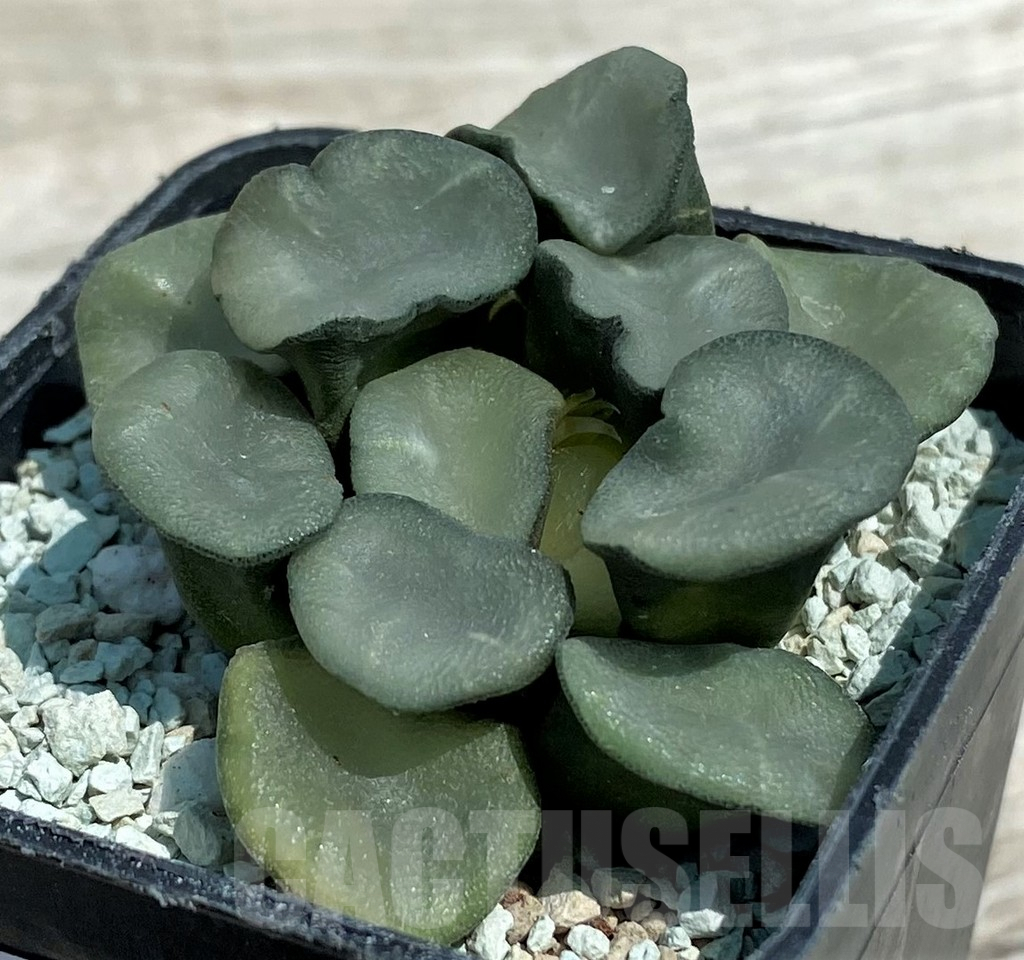 SH8579 Haworthia maughanii ‘Magic Mirror Vientiane’ - Obrázek 2