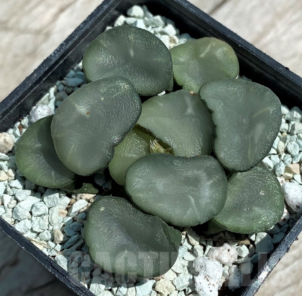 SH8580 Haworthia maughanii ‘Magic Mirror Vientiane’ - Image 2