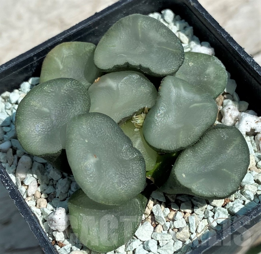 SH8580 Haworthia maughanii ‘Magic Mirror Vientiane’