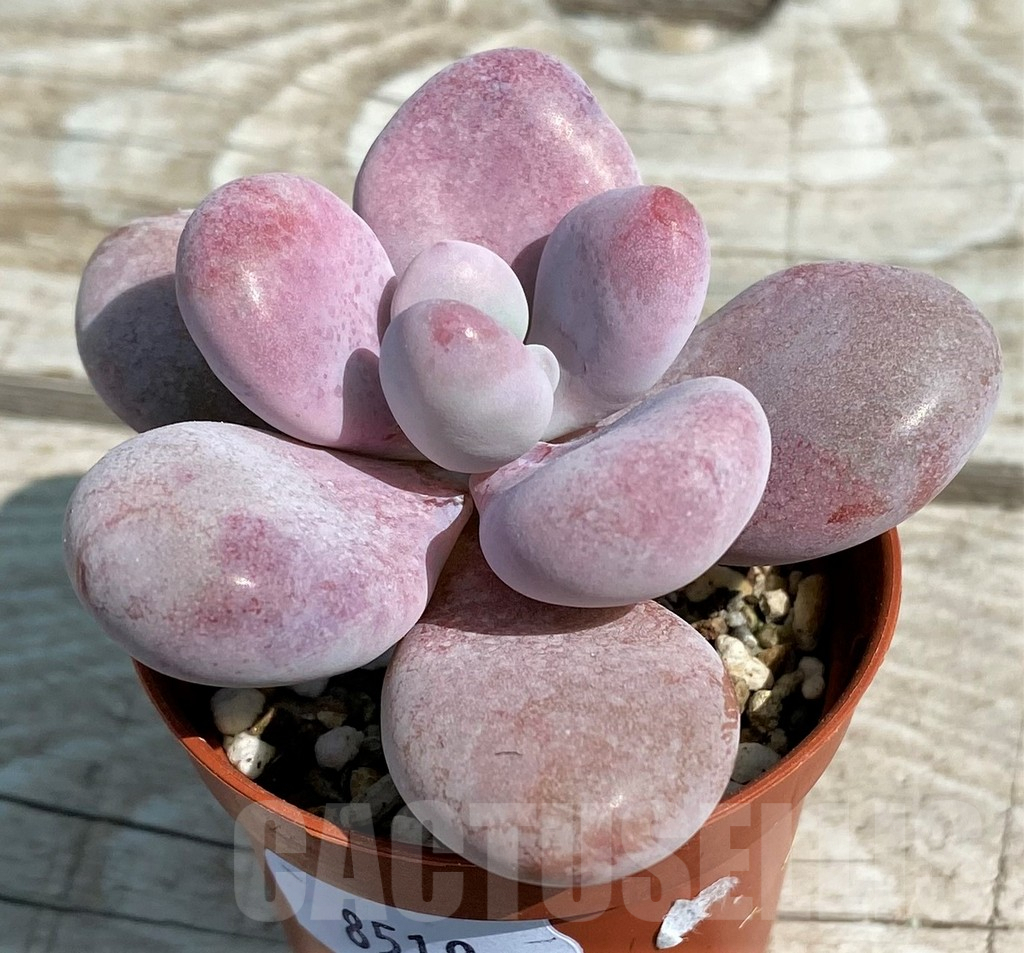 SH8519 Pachyphytum 'Momobijn'