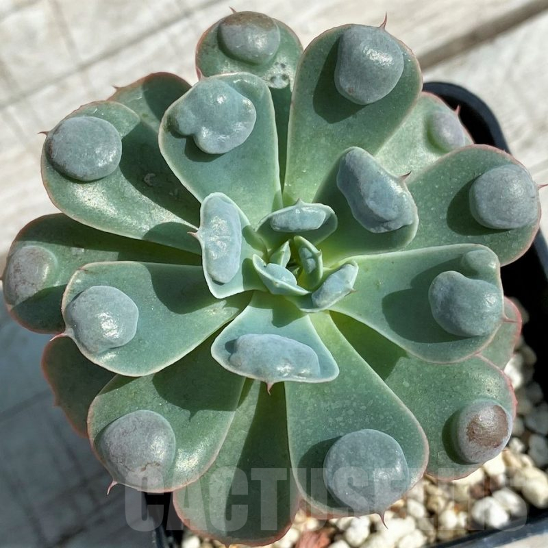 SH8527 Echeveria 'Rain Drops'