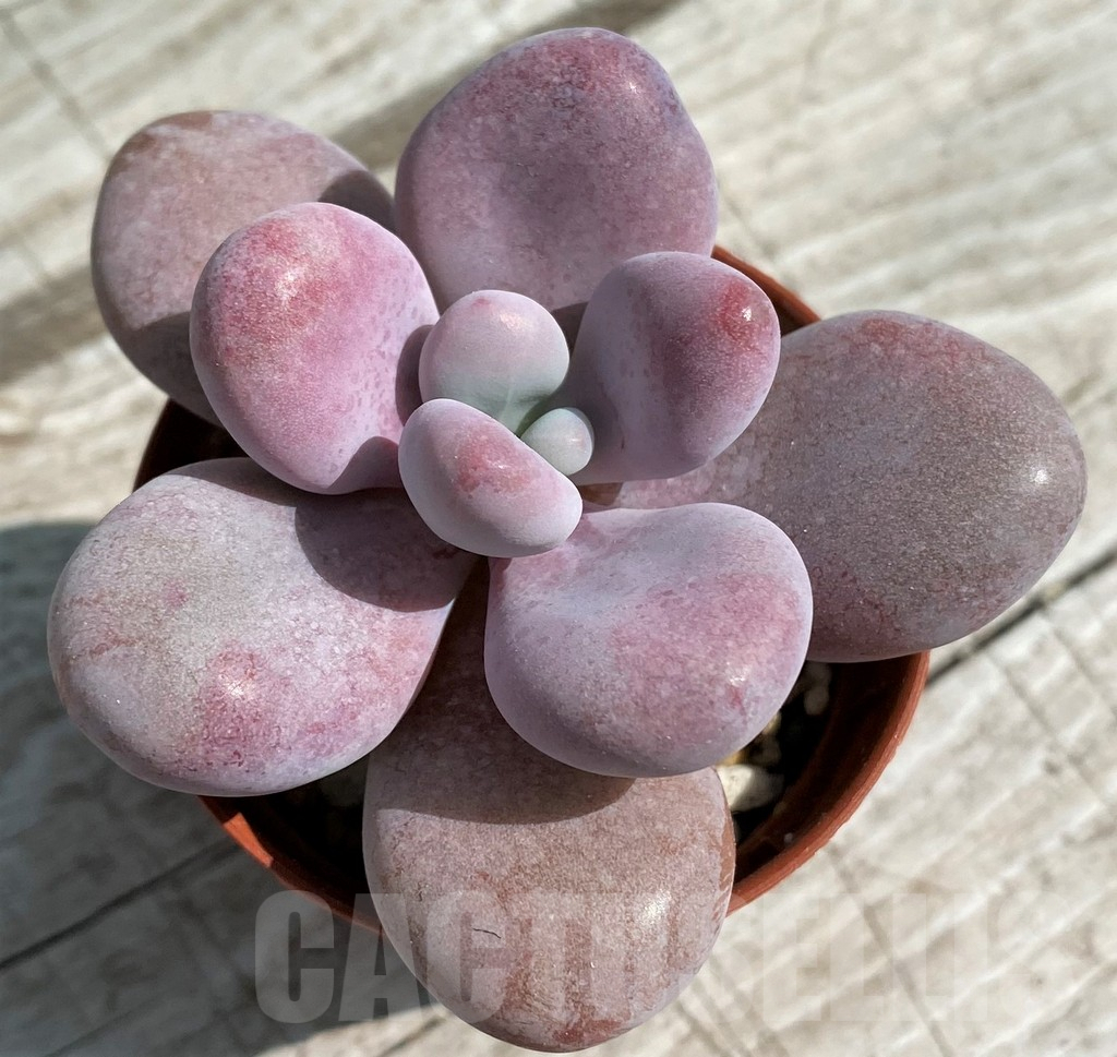 SH8519 Pachyphytum 'Momobijn' - 画像 (2)