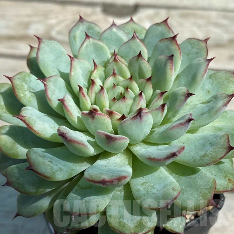 SH8534 Echeveria hybrid