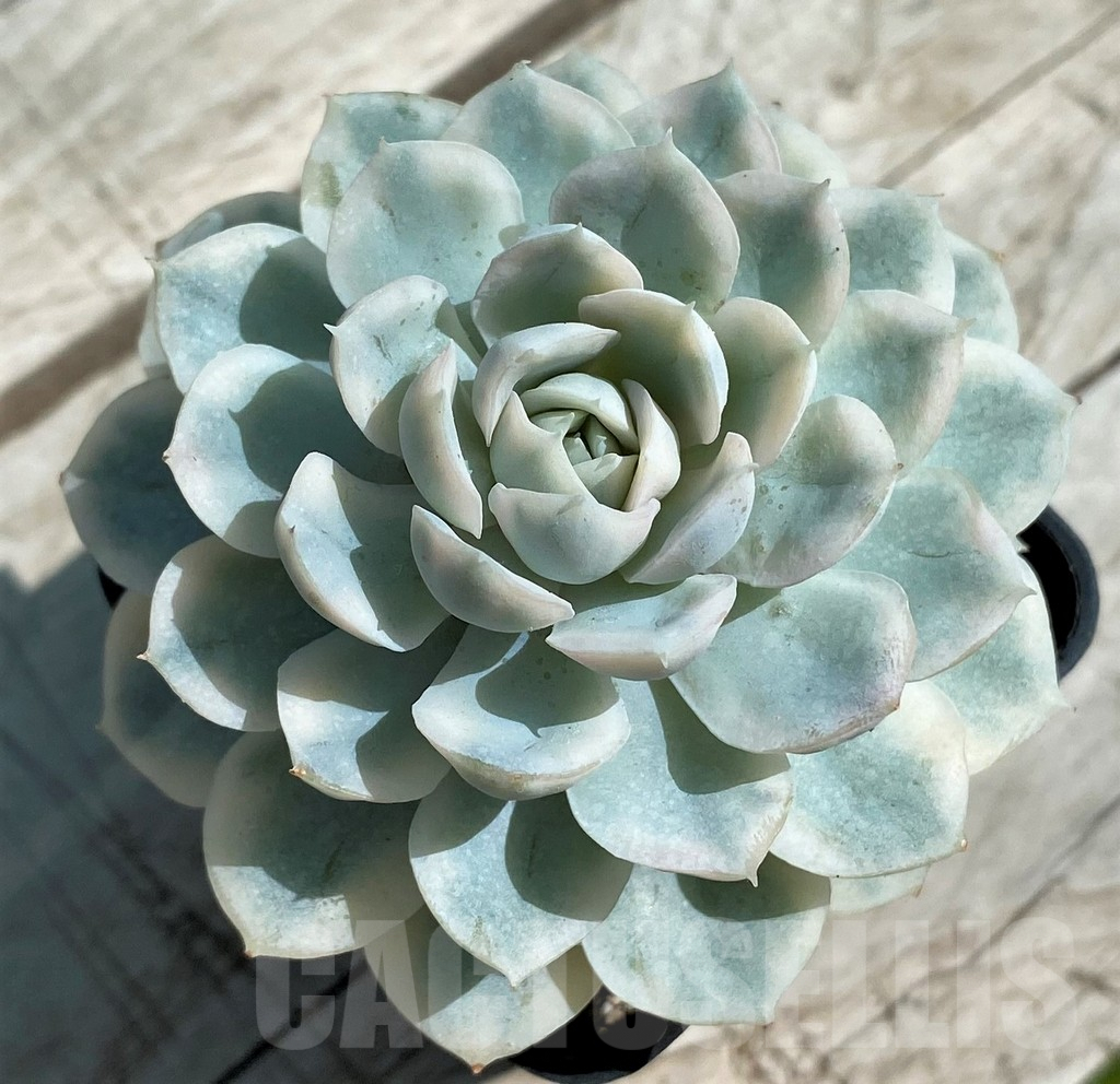 SH8539 Echeveria ‘Mexican Snowball’ f. variegata – Image 2