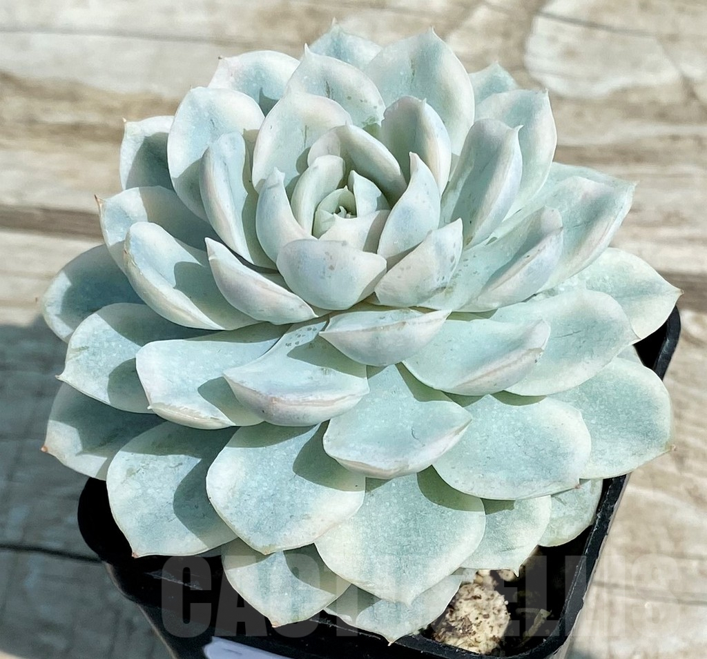 SH8539 Echeveria ‘Mexican Snowball’ f. variegata