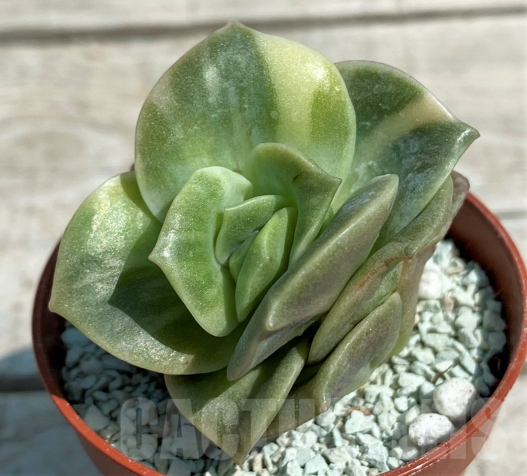 SH8541 Echeveria 'Lovely Rose' f. variegata - immagine 2