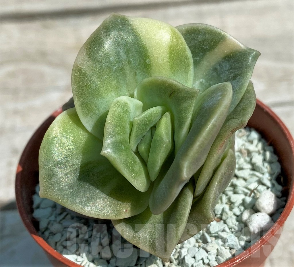 SH8541 Echeveria 'Lovely Rose' f. variegata
