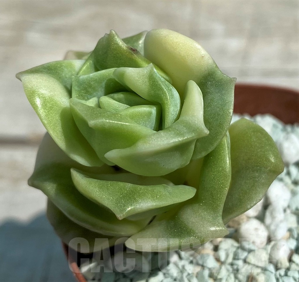 SH8542 Echeveria 'Lovely Rose' f. variegata - Obrázek 2