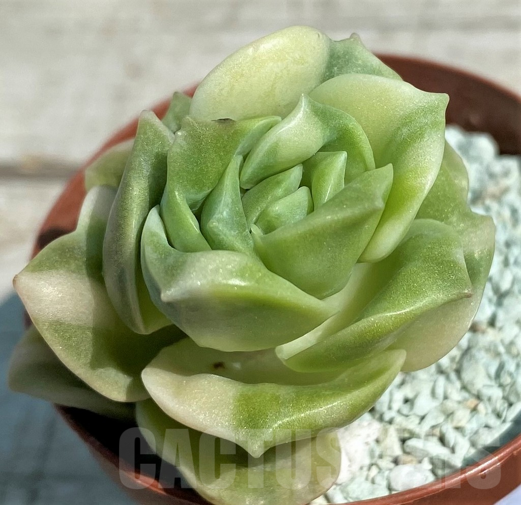 SH8542 Echeveria 'Lovely Rose' f. variegata