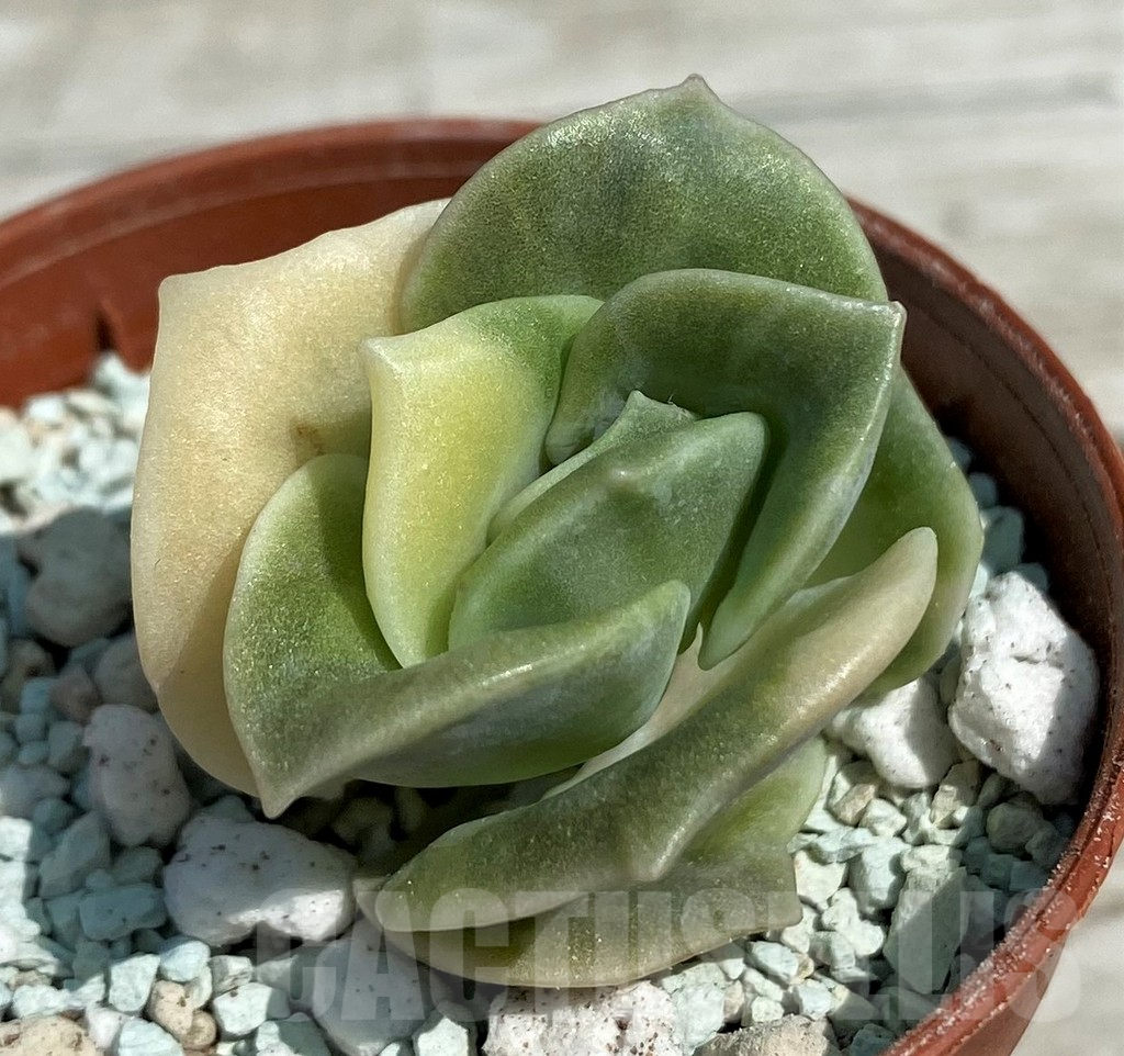 SH8543 Echeveria 'Lovely Rose' f. variegata - Obrázek 2