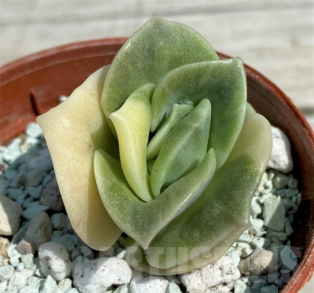 SH8543 Echeveria 'Lovely Rose' f. variegata