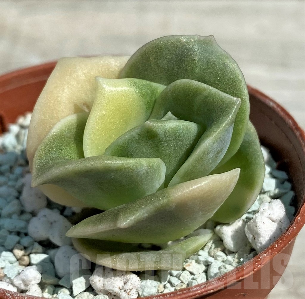 SH8543 Echeveria 'Lovely Rose' f. variegata - Obrázek 3