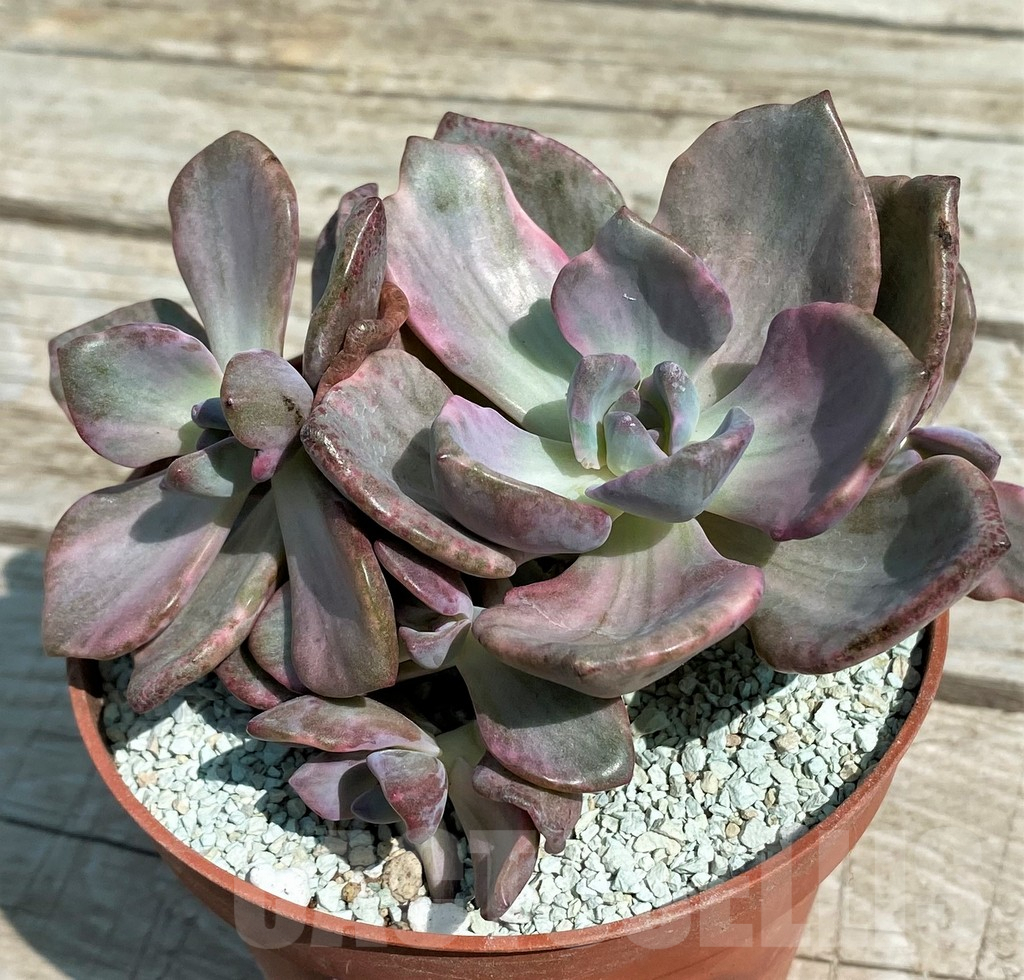SH8546 Echeveria 'Rainbow Candy'