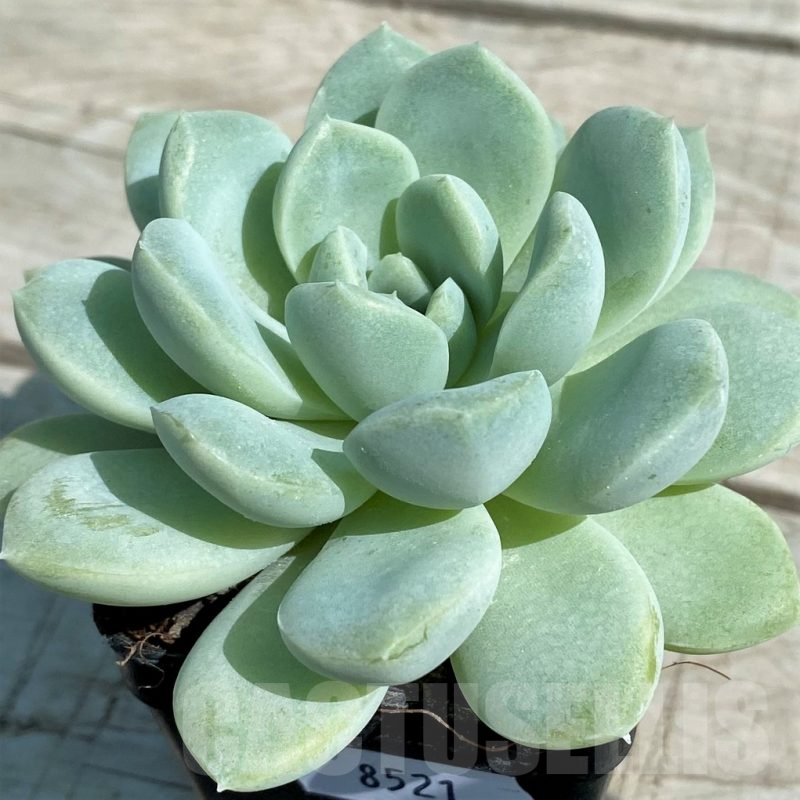 SH8521 Echeveria hybrid
