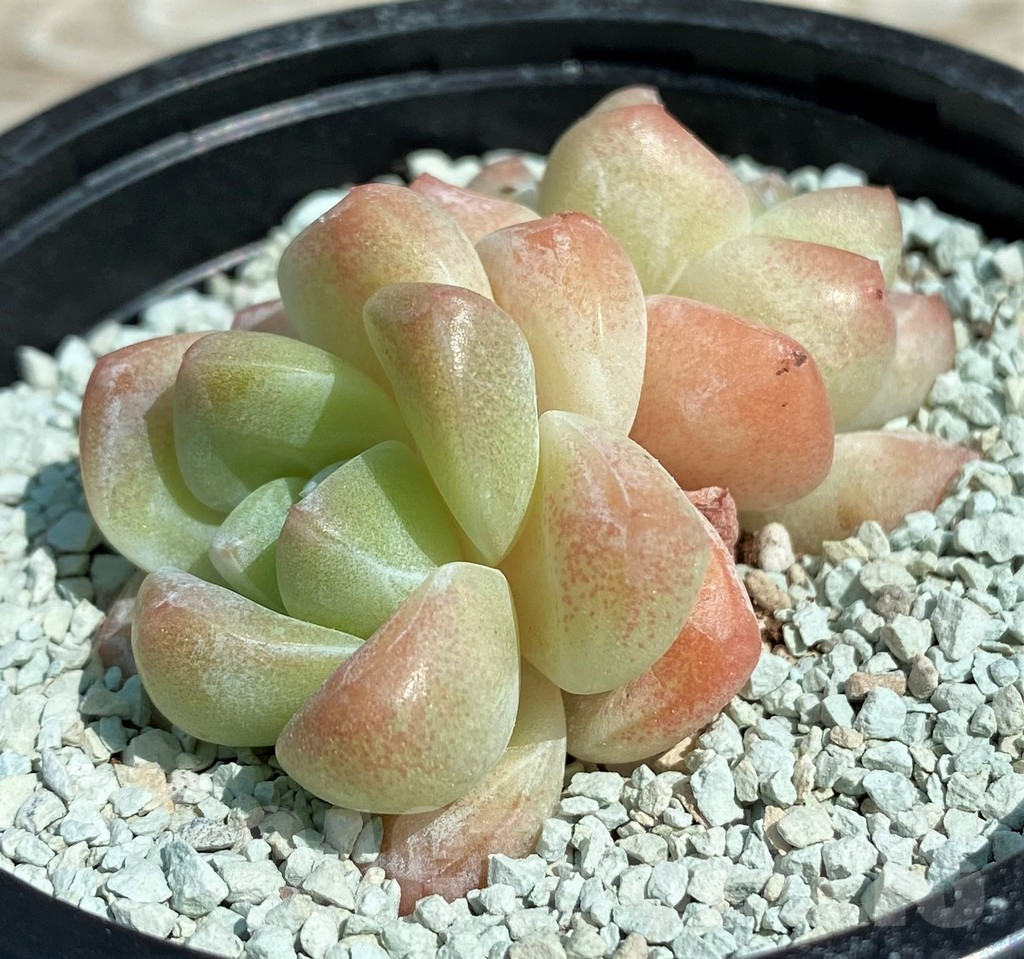 SH8548 Echeveria ‘Ice Jade’ - 画像 (2)