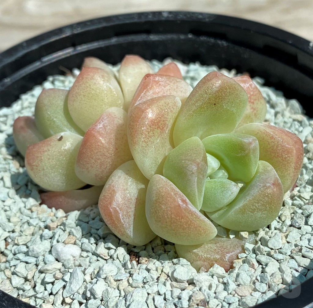 SH8548 Echeveria ‘Ice Jade’