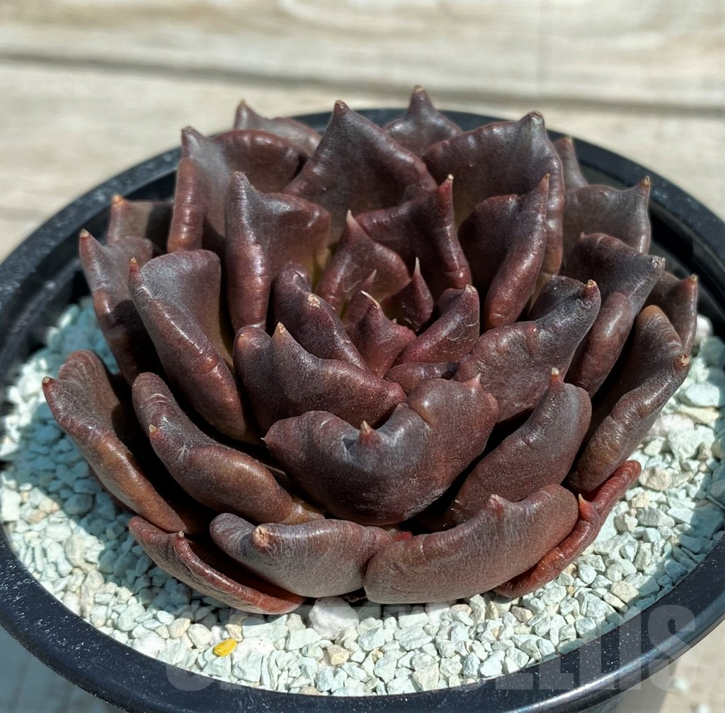 SH8549 Echeveria 'Black Dumpling'
