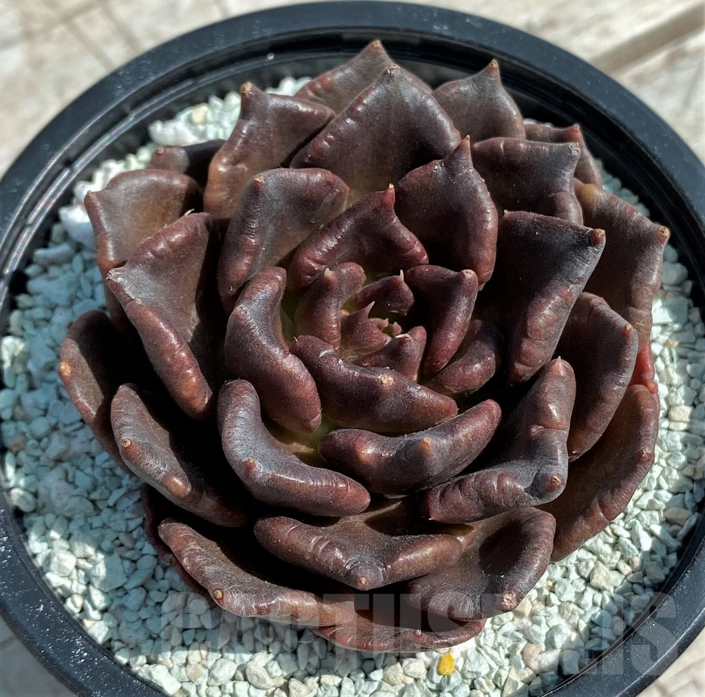 SH8549 Echeveria 'Black Dumpling' – Bild 2