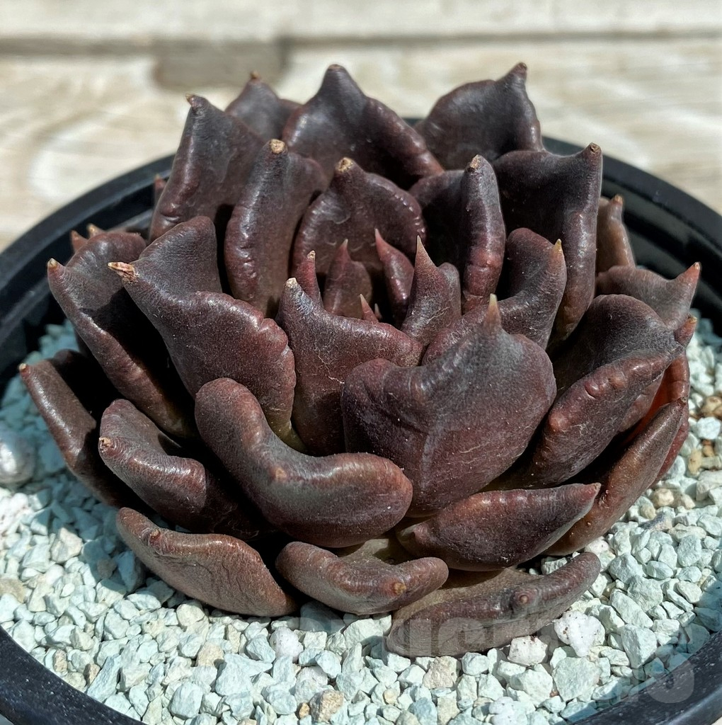 SH8550 Echeveria 'Black Dumpling' - 画像 (2)