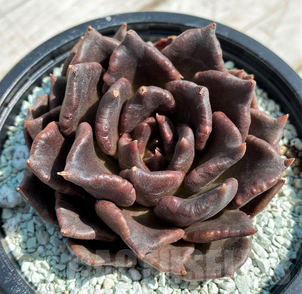 SH8550 Echeveria 'Black Dumpling'