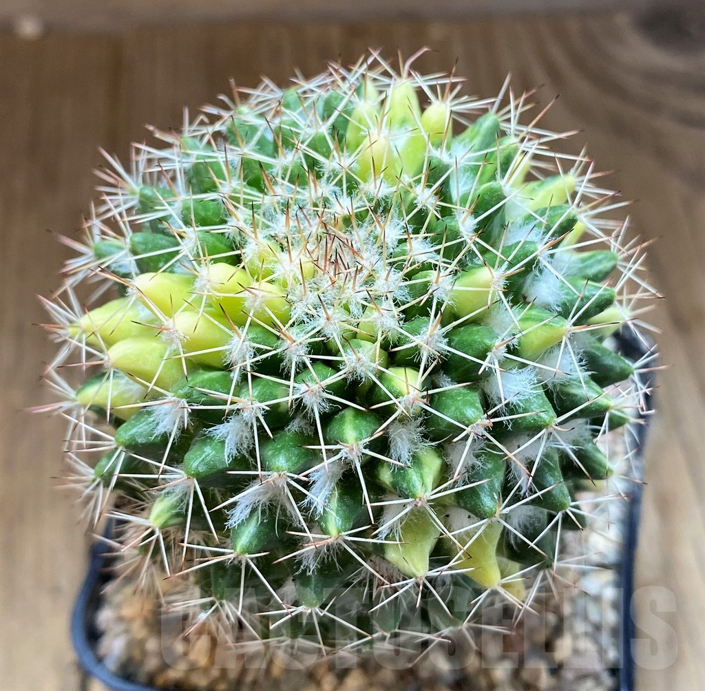 SH8741 Mammillaria nejapensis f. variegata, own roots