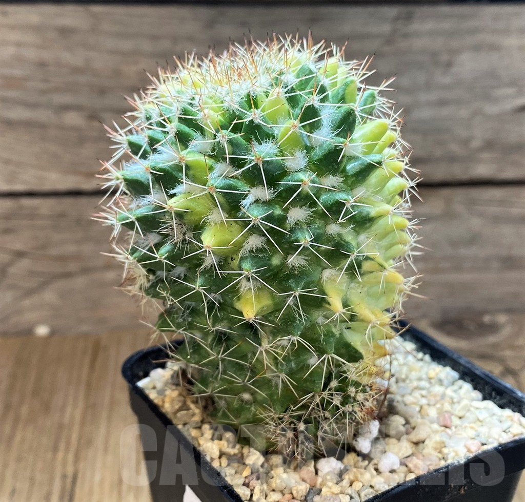 SH8741 Mammillaria nejapensis f. variegata, own roots - Image 2