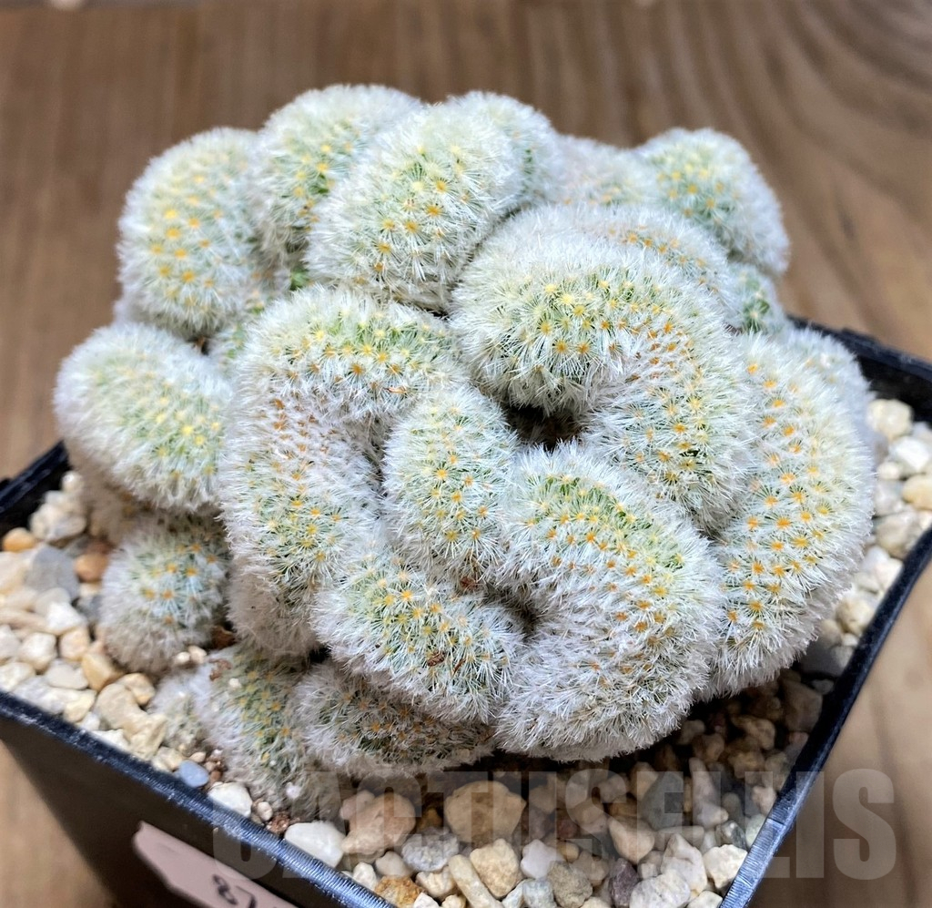 SH8742 Mammillaria carmenae f. cristata