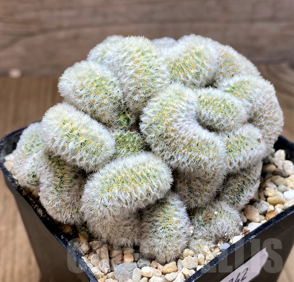 SH8742 Mammillaria carmenae f. cristata - Image 2