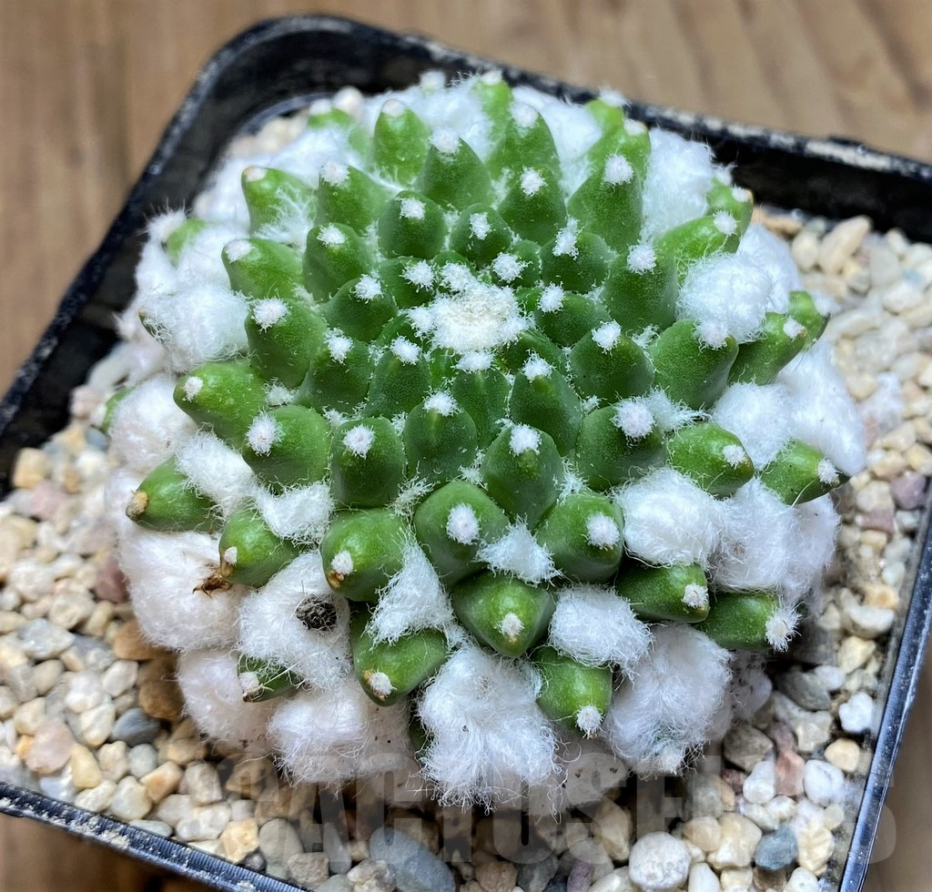 SH8743 Mammillaria bucareliensis ‘Erusamu’