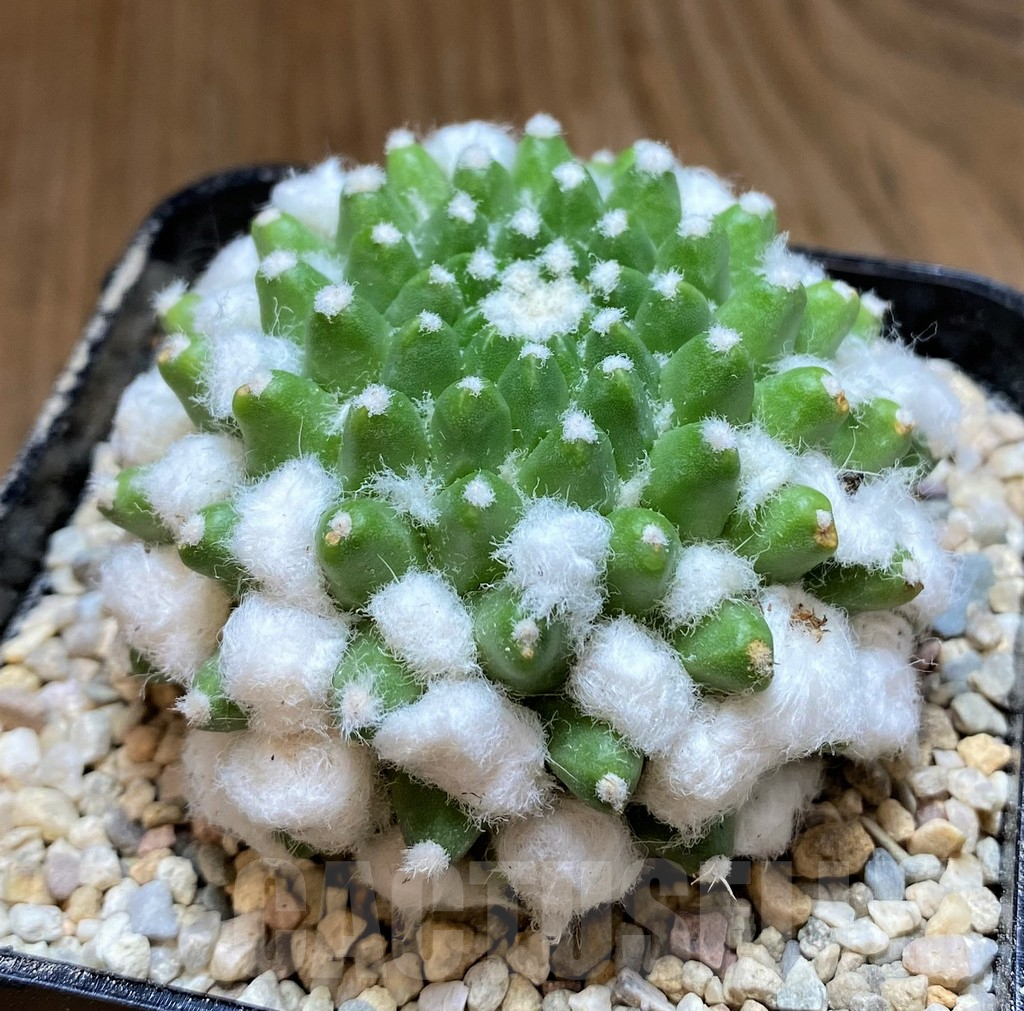 SH8743 Mammillaria bucareliensis ‘Erusamu’ - Image 2