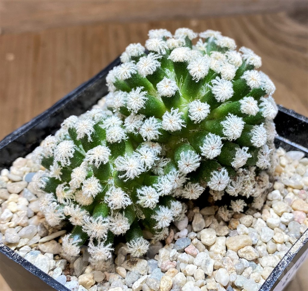 SH8744 Mammillaria plumosa ‘Snow’ - Obrázek 2