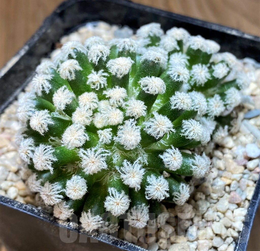SH8744 Mammillaria plumosa ‘Snow’