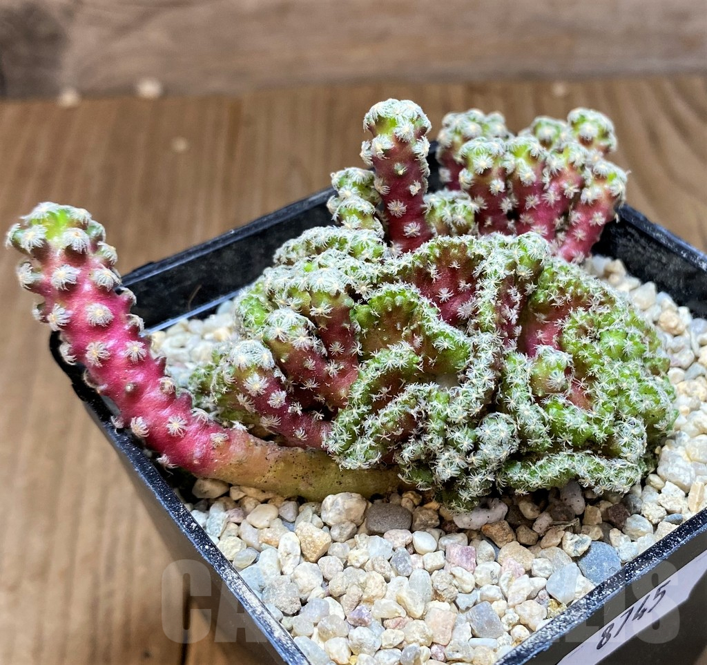 SH8745 Mammillaria theresae f. cristata - Obrázek 2