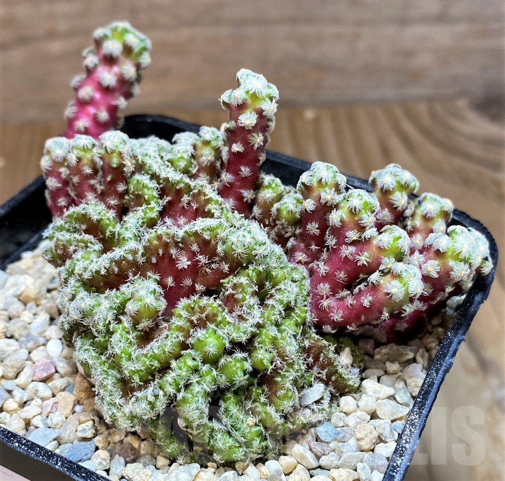 SH8745 Mammillaria theresae f. cristata