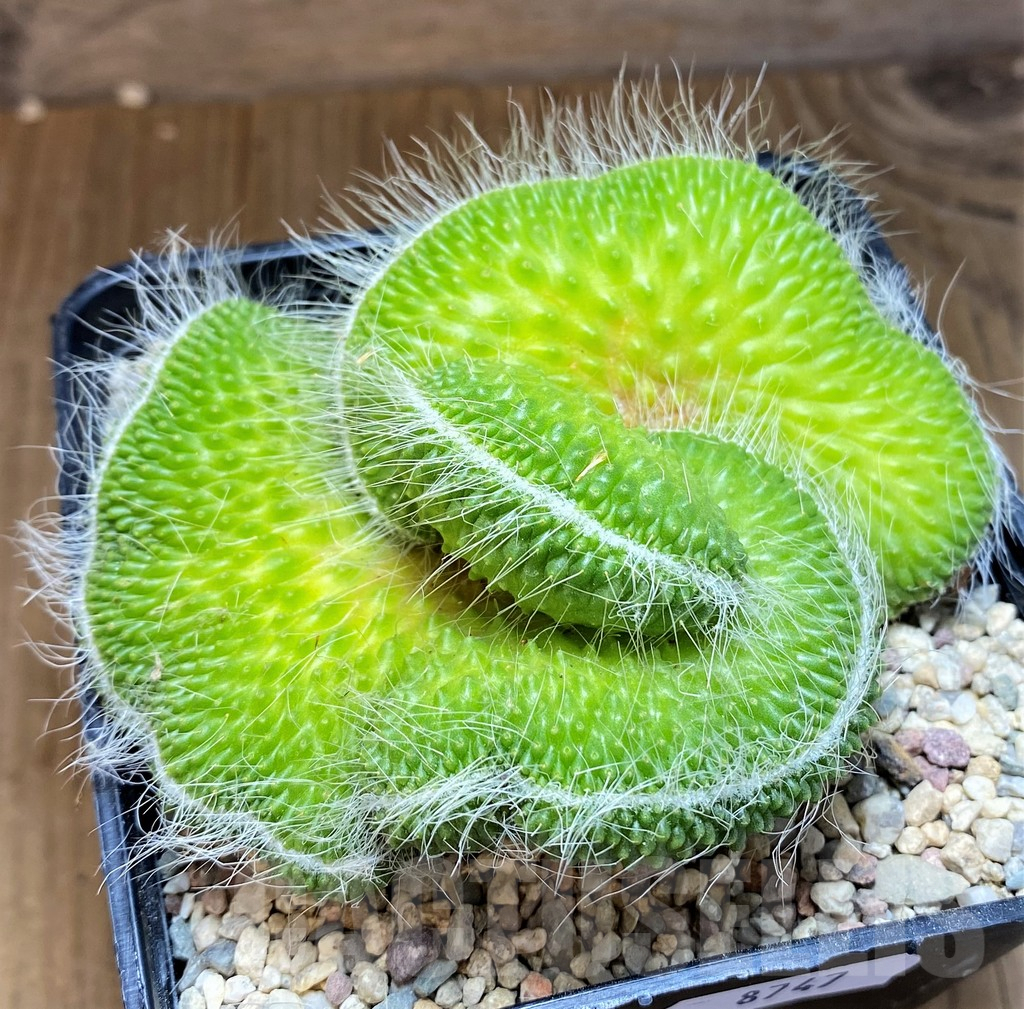 SH8747 Mammillaria spinosissima ‘Un Pico’ f. cristata - Зображення 2