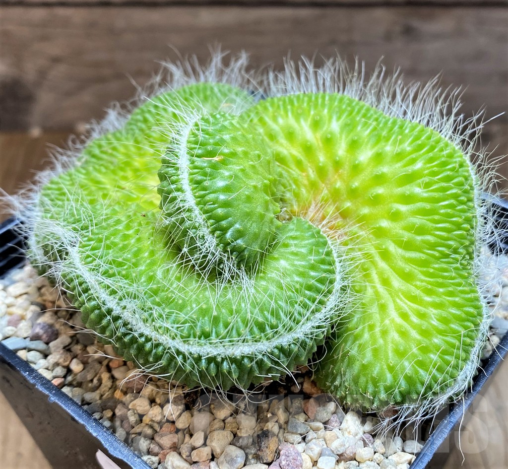 SH8747 Mammillaria spinosissima ‘Un Pico’ f. cristata