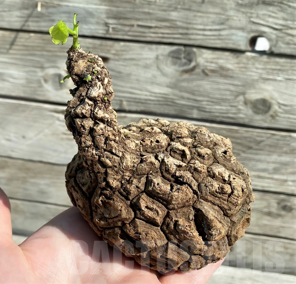 SH8710 Stephania suberosa