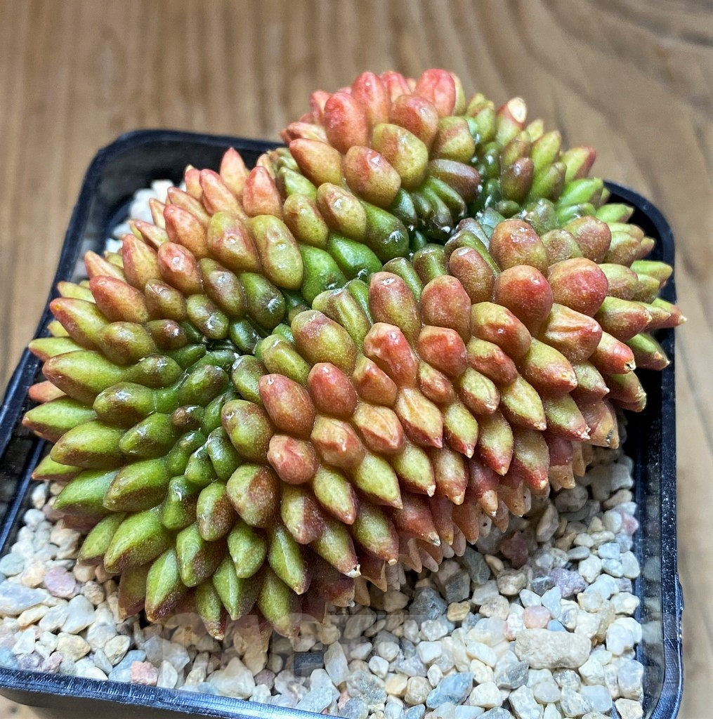 SH8711 Gymnocalycium mihanovichii ‘inermis’ f. cristata